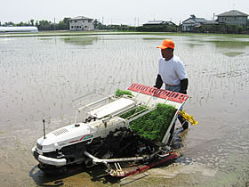 �u�R�c�сv�̓c�A��