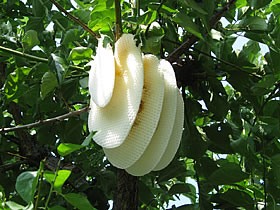 傫ȃn`̑