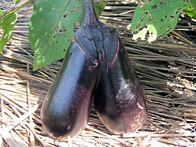 oqiX